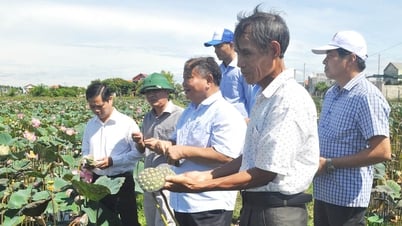 Liên kết tạo đầu ra ổn định cho nông sản