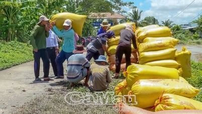 Nông dân lãi thấp vụ lúa hè thu