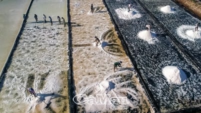 Cà Mau lần đầu có 2 sản phẩm muối đạt OCOP 5 sao cấp quốc gia
