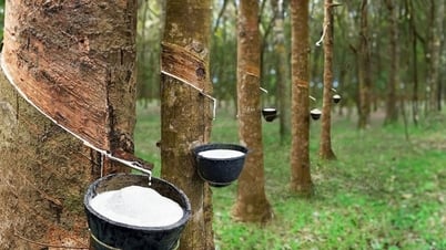 Giá cao su hôm nay 14/7: Thị trường không có biến động