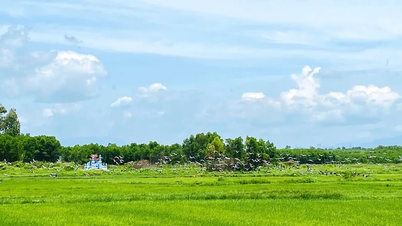 Xuất hiện đàn cò ốc quí hiếm số lượng lớn tại xã Hiếu Giang