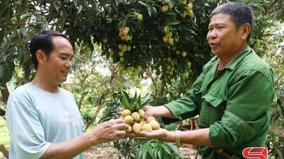 El color verde de los huertos frutales.