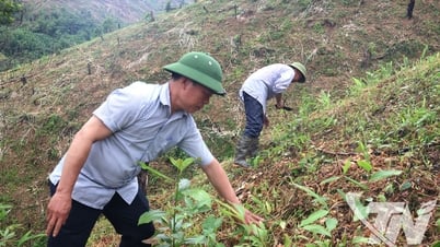 Nâng cao hiệu quả phát triển rừng