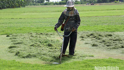 “Đánh thức” tiềm năng kinh tế vùng bãi bồi