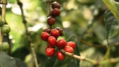 Dự báo giá cà phê ngày mai 16/7/2025, trong nước hồi phục mạnh trở lại, tiến tới mốc 100.000 đồng/kg