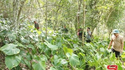 Đổi thay Mường Chiên