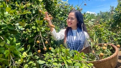 Mùa nhãn chín trên đất Giồng ven biển