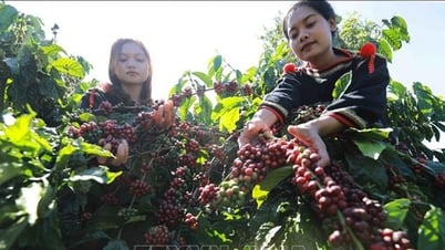 Bản tin nông sản hôm nay (15-7): Giá cà phê xuống...