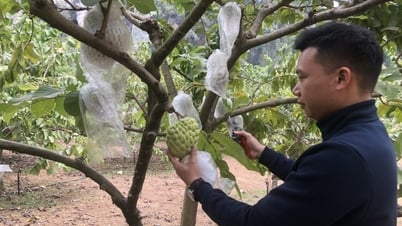 Sức trẻ khởi nghiệp
