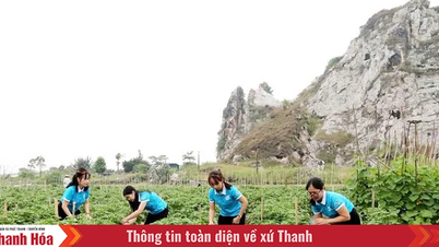 Hỗ trợ HTX do phụ nữ tham gia quản lý