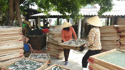 Trăn trở nghề hấp cá ở xã Cửa Việt