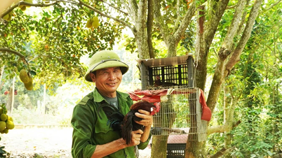 Kỹ nghệ thuần hóa gà rừng của lão nông bên dãy Hoành Sơn