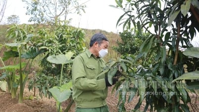 Xứng danh cựu thanh niên xung phong