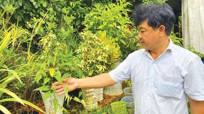 Bảo tồn sơn dược
