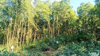 Những cánh rừng mang 'chứng chỉ xanh'
