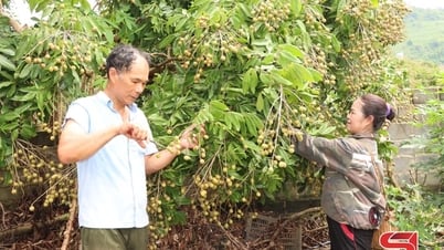 Thương lái vào tận vườn thu mua quả