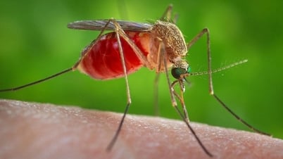 Vì sao một số người lại bị muỗi cắn nhiều hơn những người khác?