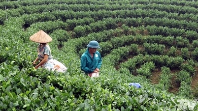 'Chắp thêm cánh' cho chè Thái Nguyên