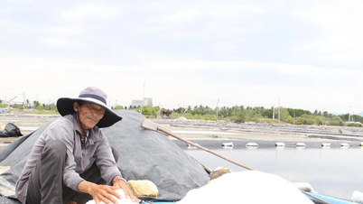 Diêm dân lao đao vì thời tiết thất thường, giá muối giảm sâu