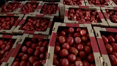 Thuế mới của Mỹ khiến giá cà chua tăng mạnh, người tiêu dùng lo thiếu hàng