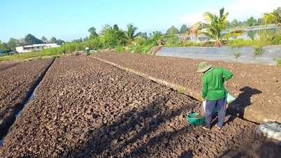 Tập trung phát triển sản xuất phân hữu cơ phục vụ thị trường