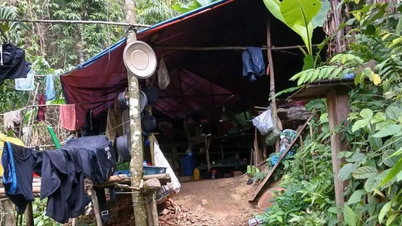 Phát hiện lán trại khai thác vàng trái phép trong rừng phòng hộ Bến Hải