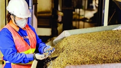 Xuất khẩu cà-phê xác lập kỷ lục mới