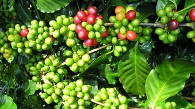 Giá cà phê hôm nay 15/7: Giá sập sàn, Đắk Lắk giảm mạnh nhất, mất đỉnh giá