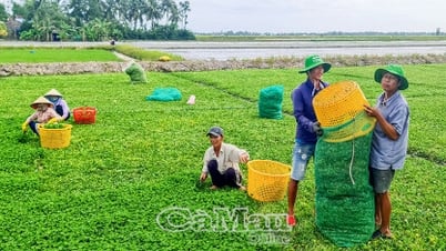 Rau má được mùa