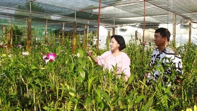 Nâng chất và lượng hoạt động khuyến nông