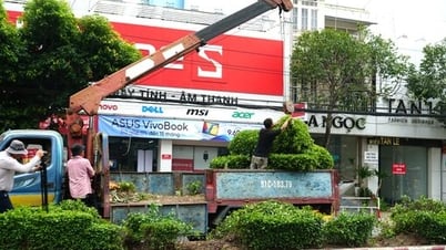 Di dời cây xanh trên đường Cách Mạng Tháng Tám