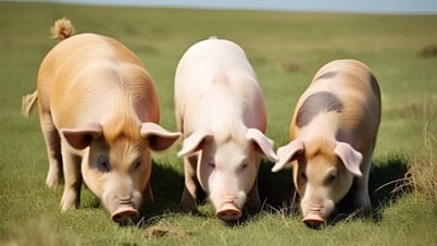 Giá heo hơi ngày 15/7/2025: Miền Bắc và miền Trung ghi nhận giảm nhẹ