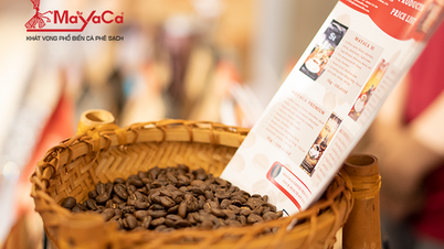 MaYaCa Coffee - Thưởng thức hương vị cà phê sạch từ Tây Nguyên