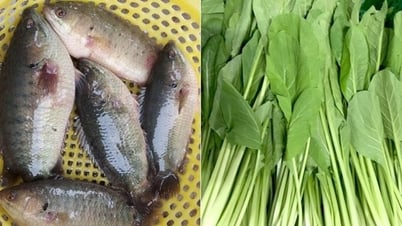 Wie man Barsch- und Kohlsuppe mit Ingwer ohne Fischgeruch und Schlammgeruch kocht - ein altes Gericht voller Mutterliebe und Heimatliebe in mir