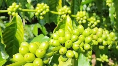 Giá nông sản ngày 15/7/2025: Cà phê lao dốc bất ngờ