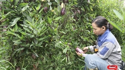 Cô gái Thái đưa giống dưa Nam Mỹ về cao nguyên