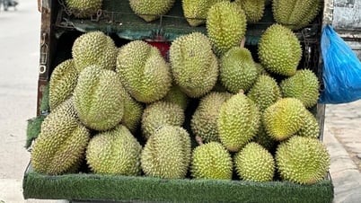 Giá sầu riêng hôm nay 15/7: Án binh bất động, giá vẫn giữ ở mức thấp