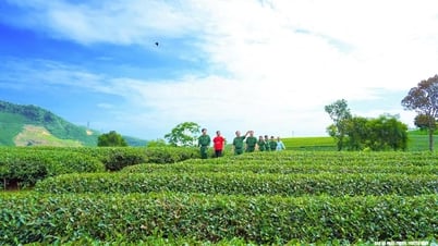 Kỷ niệm 75 năm ngày truyền thống lực lượng Thanh niên xung phong Việt Nam (15/7/1950 - 15/7/2025): Những người 'xanh hóa' đất biên cương