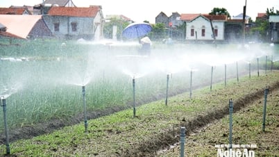 Cách nông dân Nghệ An làm 'mưa nhân tạo' giải nhiệt, cứu rau màu giữa cái nắng 40 độ C