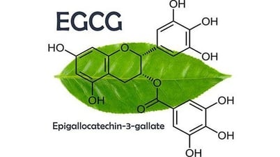 Epigallocatechin gallat - hoạt chất quý từ cây chè Việt Nam với tiềm năng ứng dụng trong chăm sóc sức khỏe và làm đẹp