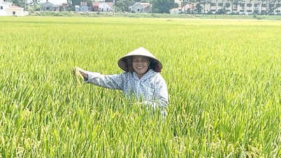 Nâng cao giá trị từ cây lúa: Đưa các giống mới, chất lượng cao vào sản xuất