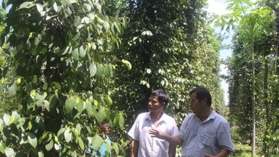 Hợp tác xã và doanh nghiệp liên kết phát triển nông nghiệp