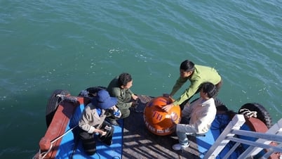 Hồi sinh vùng san hô quý ở Cát Bà