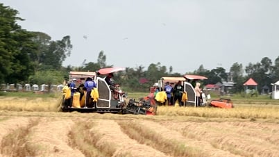Nông dân thu hoạch lúa hè thu