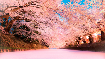 Lễ hội hoa anh đào Hanami - Nét đẹp tinh khôi của mùa xuân Nhật Bản