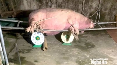 Nghệ An siết chặt các biện pháp phòng, chống dịch bệnh gia súc, gia cầm trong bối cảnh diễn biến phức tạp