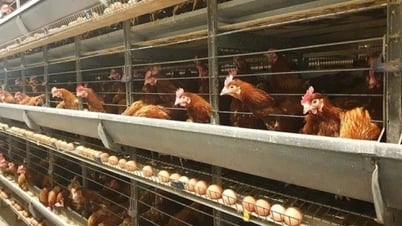 Sữa, mì gói, trứng gà của Việt Nam tăng tốc thâm nhập thị trường Campuchia