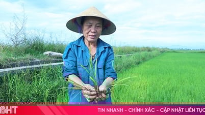 Cấp bách phòng trừ sâu bệnh tấn công lúa hè thu trên diện rộng
