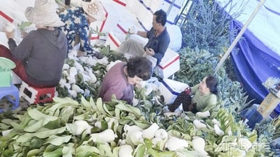 Trồng na Thái mang lại hiệu quả kinh tế cao