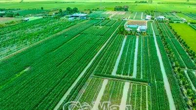 Mùa bắp ngọt trên đất Phước Long